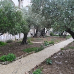 DSC_0230-(2).jpg